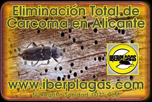 Tratamiento de Carcoma de la madera y hongos xilófagos en Alicante