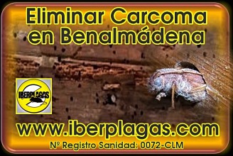 Tratamiento de Carcoma de la madera y hongos xilófagos en Alicante